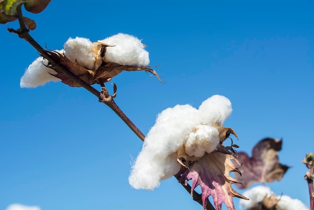 Cotton Plant Ready to Harvest