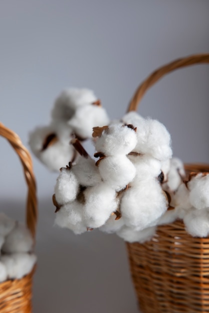 Cotton plants still life