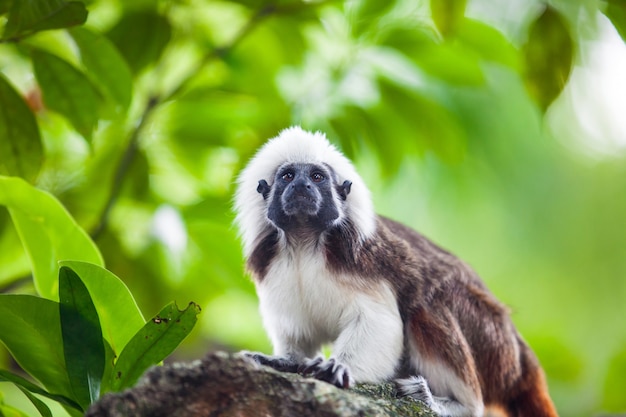 A Cotton-Top Tamarin Monkey