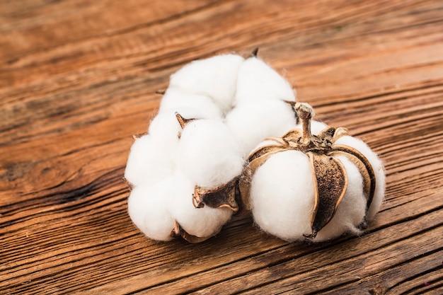 Cotton on a wooden background