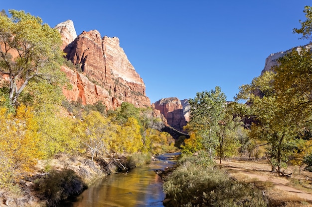 Photo cottonwood trees along the virgin river