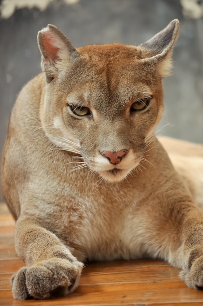 Cougar