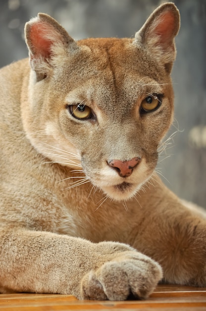 Cougar