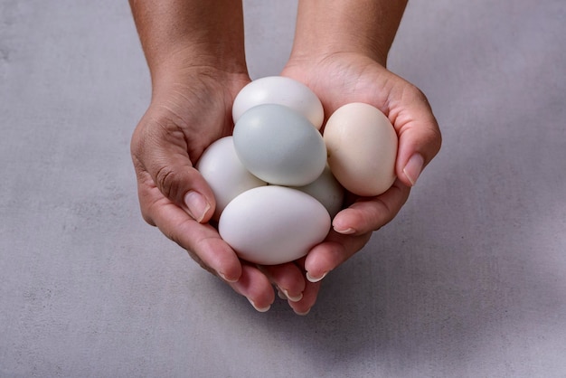 Country chicken eggs Hands holding organic free range chicken eggs