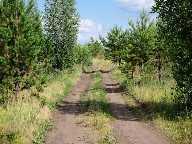 A country dirt road in a pine forest on a clearing Natural background screensaver Summer landscape