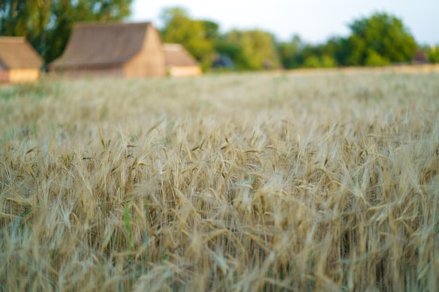 Country house in the middle of a wheat field with a row of poplars next to it in summer at sunset wheat field next to a rural house