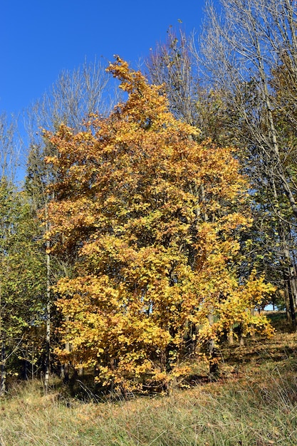 Country maple (Acer campestre) in a park in Bilbao. Basque Country. Spain