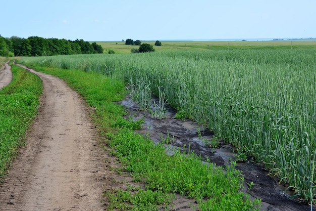 country road along green agricultural field going to horizon with clear blue sky