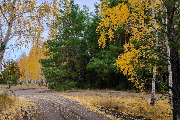 Country road in autumn pine birch forest