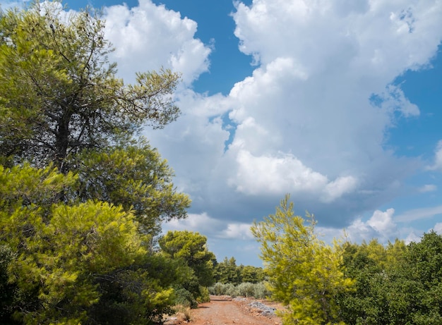 A country road and cumulus clouds in a pine forest on the island of Evia in Greece