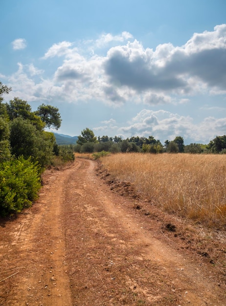 A country road and cumulus clouds in a pine forest on the island of Evia in Greece