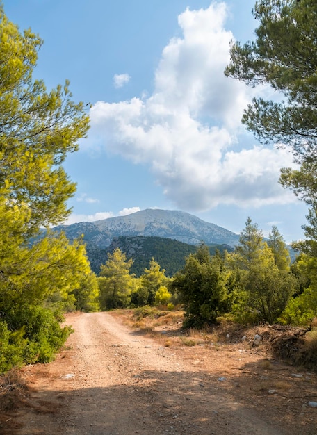 A country road and cumulus clouds in a pine forest on the island of Evia in Greece