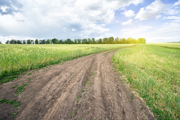 Country road in green field under the blue sky