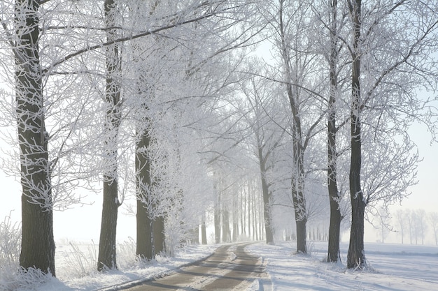 Country road leading among frosted trees