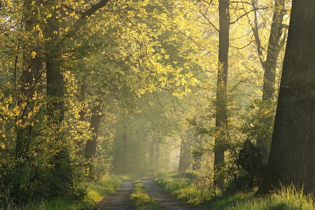 A country road among oaks at the edge of a lake on a spring morning