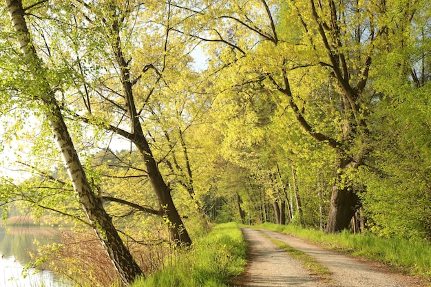 A country road among oaks at the edge of a lake on a spring morning