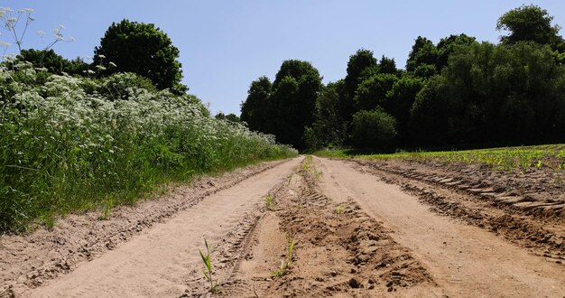 country road in the summer season