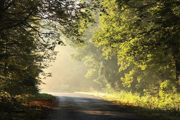 Country road through an autumn forest on a misty sunny morning