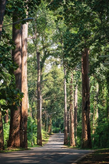 Country road with rubber trees along the way in countryside at Chiang Dao, Chiang Mai, Thailand