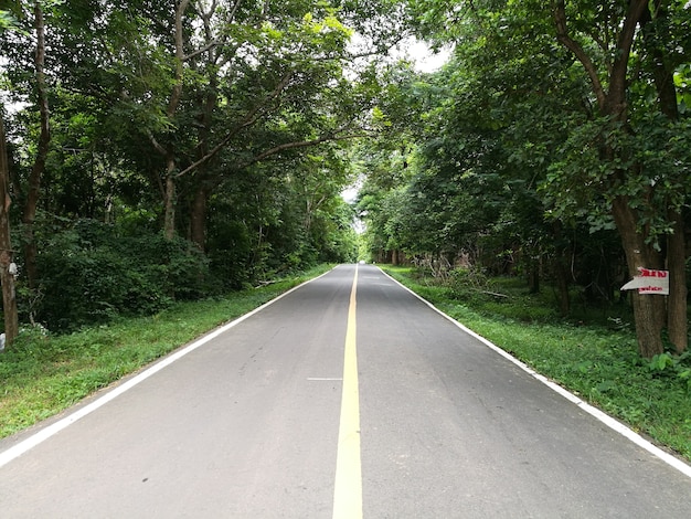 Country street with green tree. Road of natural.