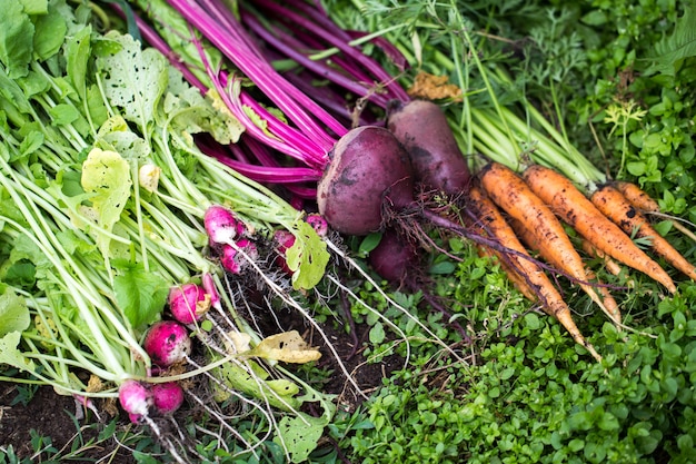 Country style. Rural economy. Harvesting vegetables.