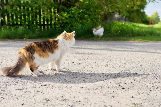 Country tricolor cat watches chicken, predator hunter instincts.