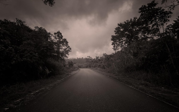 countryside empty road with forest