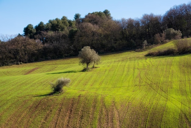 Countryside landscape green agricultural fields among hills