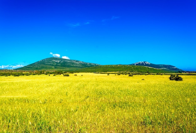 Countryside landscape in a sunny day