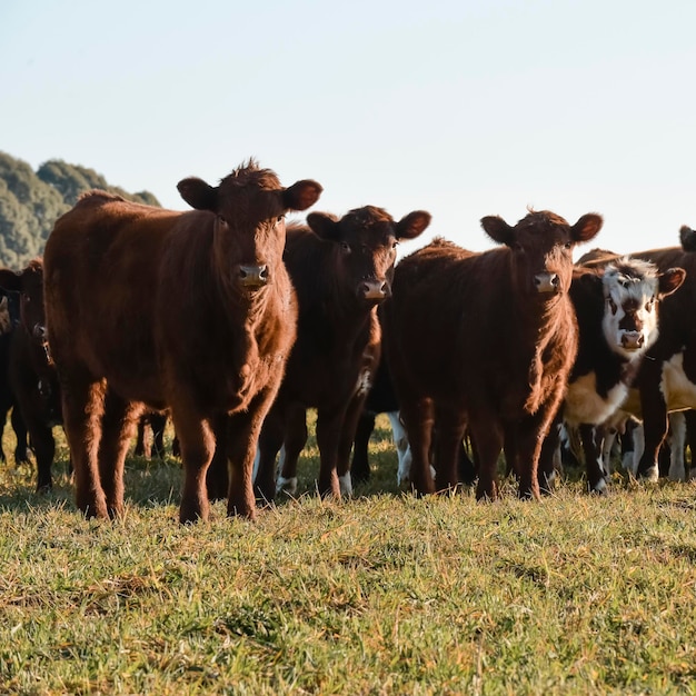 Countryside landscape with cows grazing La Pampa Argentina