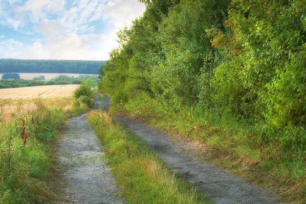 Countryside narrow straight dirt road Beautiful landscape view of a row of trees and a path in the forest Narrow gravel road passing through autumn colored trees with lots of leaves on the ground