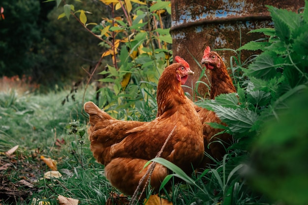 Countryside red hens walking free on farm