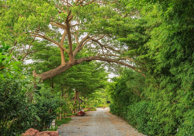 The countryside road to tree tunnel