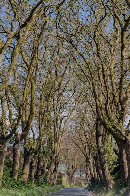 Countryside road with trees