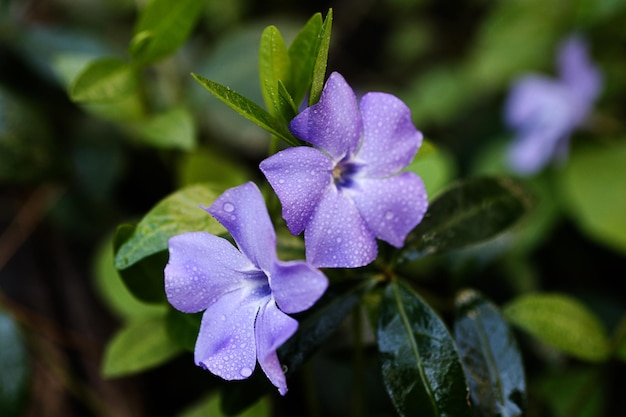 Couple of beautiful dewy purple flowers