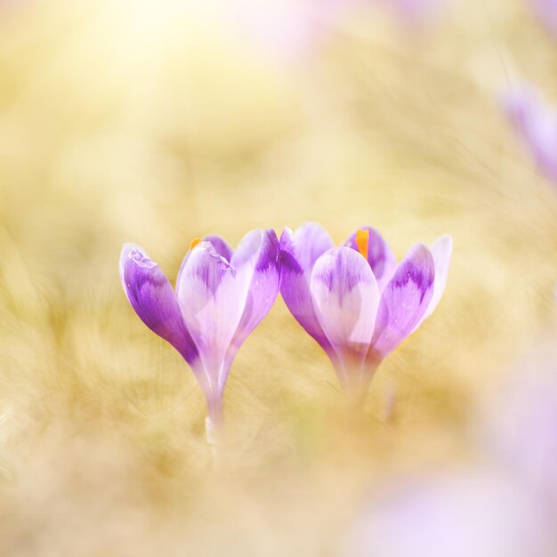 Photo couple of beautiful violet crocuses flower growing in the dry yellow grass the first sign of spring seasonal easter natural background