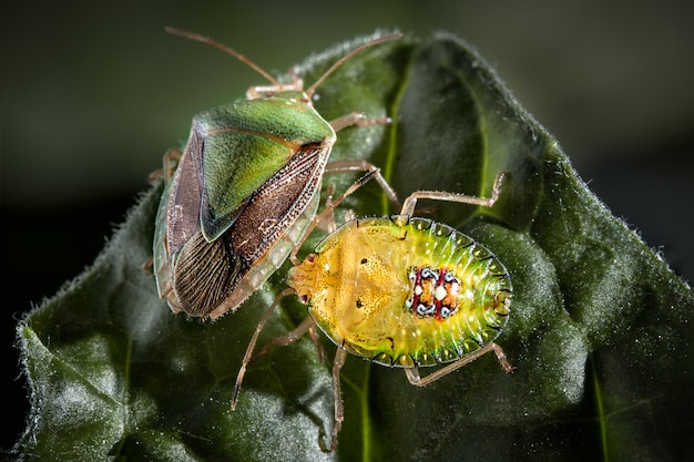 Couple of Bedbug insect on leaf extreme close up photo