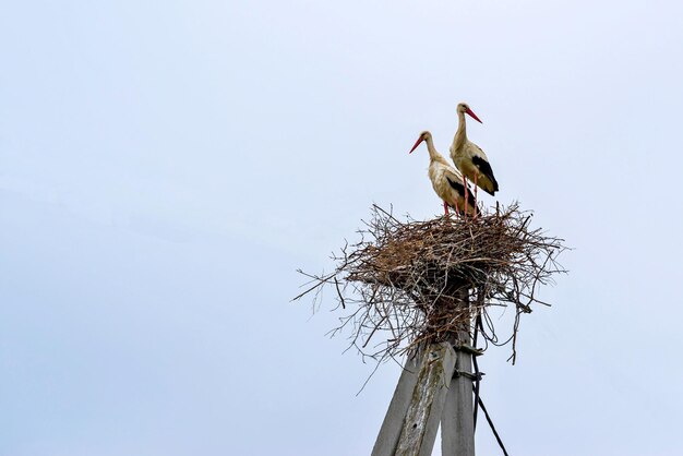 Couple big standing a stork in one nest