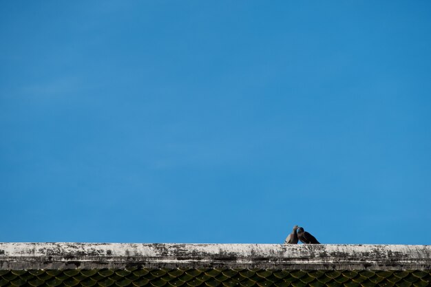 Couple bird are on the roof top against blue sky