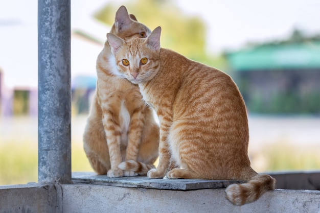 Couple of Cat Enjoying Outdoors