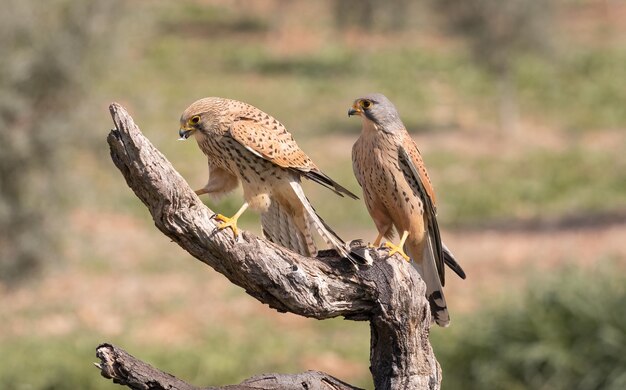 Couple of Common kestrels Falco tinnunculus perched on a branch