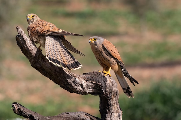 Couple of Common kestrels Falco tinnunculus in their perch