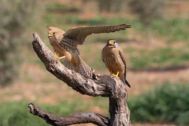 Couple of Common kestrels Falco tinnunculus in their perch