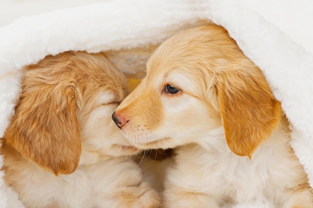 Couple of Cute Blond puppies lying on white blanket This is a breed of Hovawarts bred