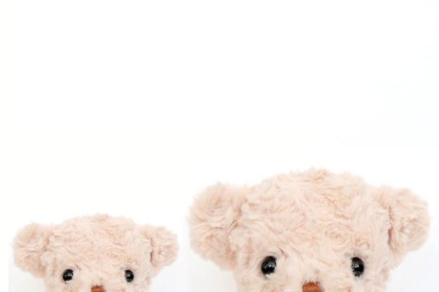 A couple of cute teddy bear on white background.