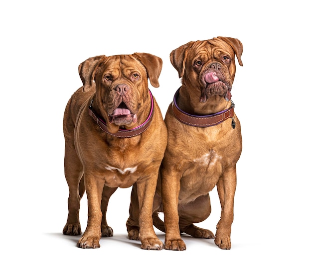 Couple of Dogue de Bordeaux sitting together isolated on white