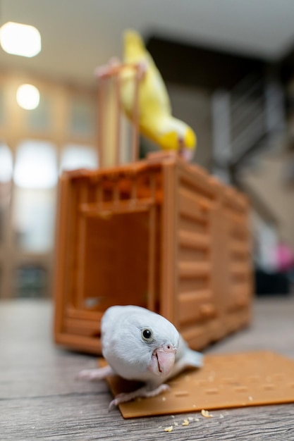 Couple Forpus little tiny parrots bird on a wooden cage with funny face