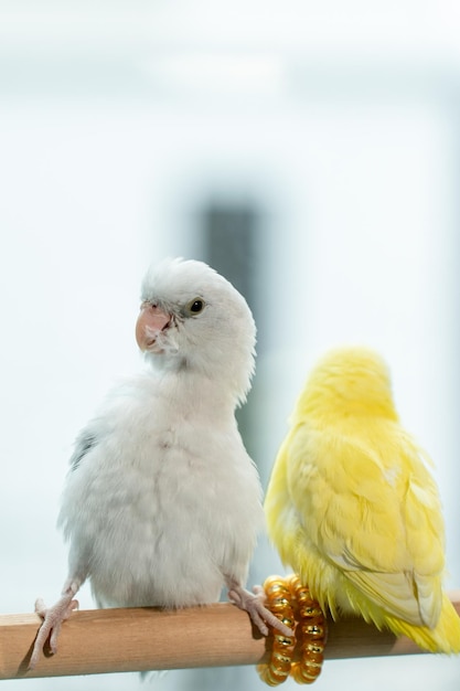 Couple Forpus little tiny parrots bird on a wooden perch