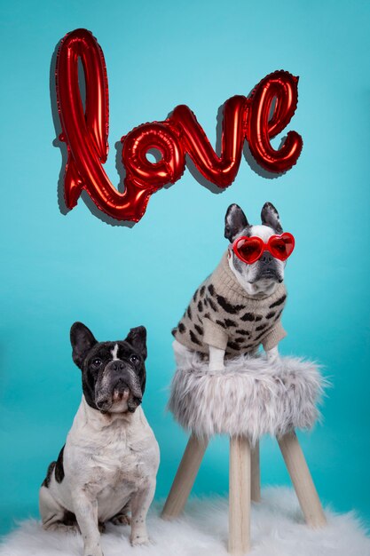 Photo couple of french bulldog dogs in love for happy valentines day with inflatable red balloon background with the word love and red heart glasses