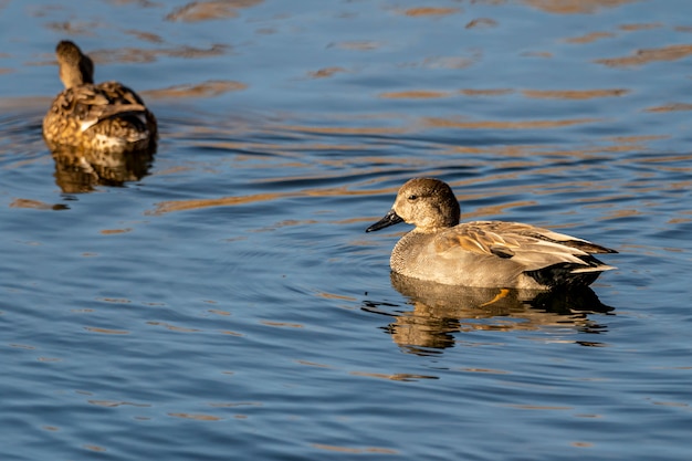 Couple of gadwalls at dawn in the Natural Park of the Marshes of Ampurdan.